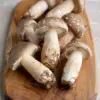 Matsutake Mushrooms