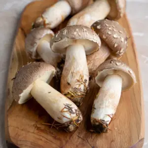 Matsutake Mushrooms