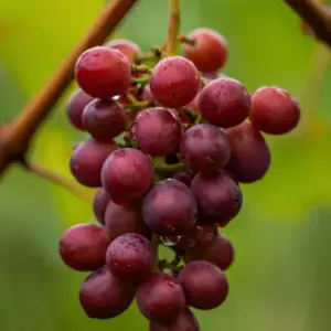 Ruby Roman Grapes