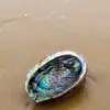 Abalone