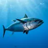 Bluefin Tuna