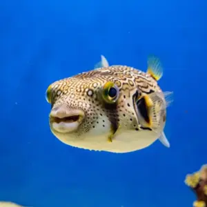 Fugu (Pufferfish)
